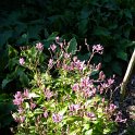 Tricyrtis formosana